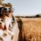 Two dogs wearing white sunglasses hang out of the window of a car driving through a wheat field during the summer.