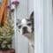 A Boston terrier peeking its head through an open doorway leading outside near a plant with purple flowers.