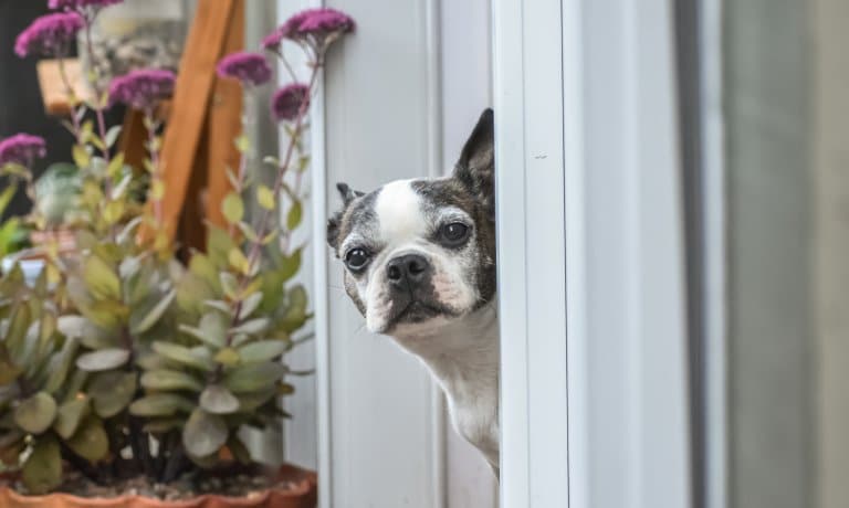 A Boston terrier peeking its head through an open doorway leading outside near a plant with purple flowers.