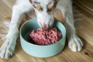 What Is Species-Appropriate Nutrition and Does It Matter?