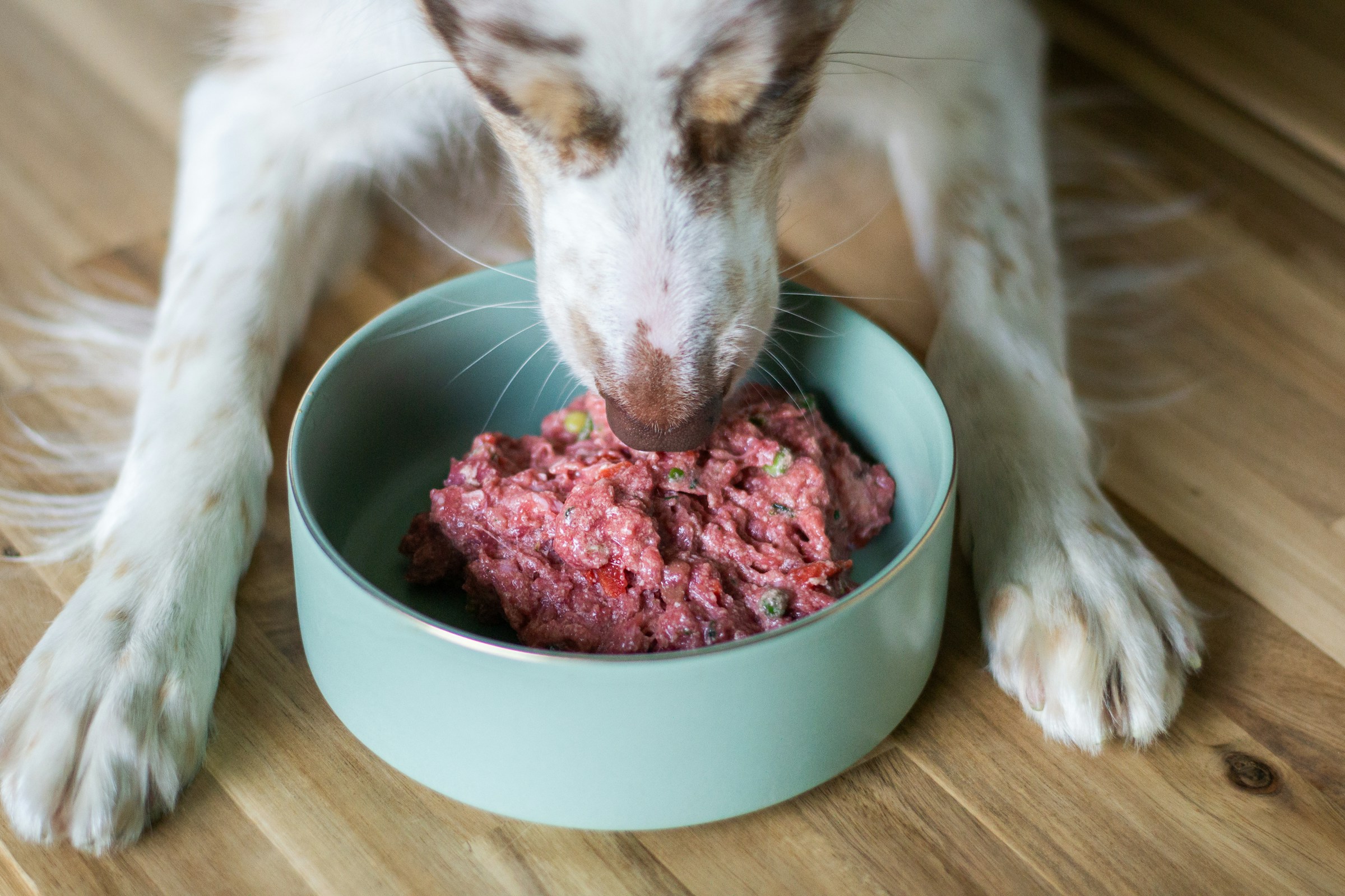 Species-Appropriate Nutrition-Does_it_Matter