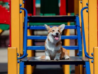 A panting corgi with tan and white fur sitting on the wooden landing of a colorful playground playset stairway.