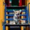 A panting corgi with tan and white fur sitting on the wooden landing of a colorful playground playset stairway.