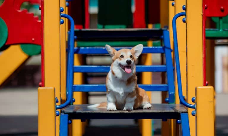 A panting corgi with tan and white fur sitting on the wooden landing of a colorful playground playset stairway.