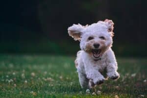 What Pet Parents Need to Know About Canine Cognitive Dysfunction