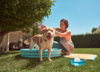 Keep your dog cool in summer heatwave