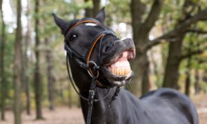 Happy Smiles: Why Horses Need Good Dental Health