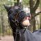 A black horse in the woods smiling for the camera. He is showing his top and bottom teeth, wearing a harness.