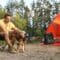 A man sits in a camping chair and pets a dog next to an orange tent set up in a large forest clearing.
