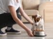 A woman places a metal dish of food in front of her white and brown dog. The two are in a home's living room.
