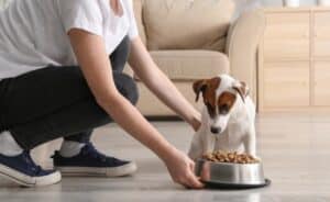 How Pet Parents Can Support Their Dog’s Digestive System