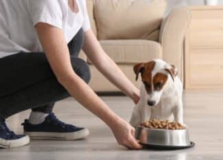 A woman places a metal dish of food in front of her white and brown dog. The two are in a home's living room.