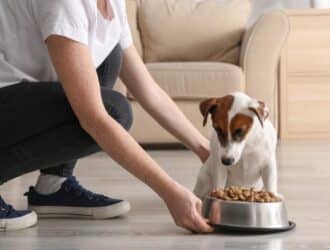 A woman places a metal dish of food in front of her white and brown dog. The two are in a home's living room.