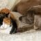 A calico cat and large brown dog are resting next to each other on a large dog bed, with flowery bedding in the background.