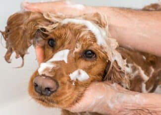 A close-up view of a dog with red fur receiving a bath. A person is rubbing the dog's ear, creating white suds.