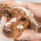 A close-up view of a dog with red fur receiving a bath. A person is rubbing the dog's ear, creating white suds.
