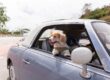 A dog looking out the passenger side window of a car as the driver makes a turn. The dog is wearing a green harness.