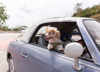 A dog looking out the passenger side window of a car as the driver makes a turn. The dog is wearing a green harness.