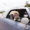 A dog looking out the passenger side window of a car as the driver makes a turn. The dog is wearing a green harness.