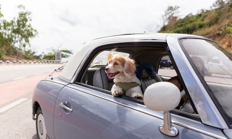 A dog looking out the passenger side window of a car as the driver makes a turn. The dog is wearing a green harness.
