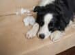 A black-and-white border collie is lying on a plush, beige couch. There are scraps of stuffing on the couch cushions.