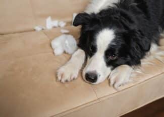A black-and-white border collie is lying on a plush, beige couch. There are scraps of stuffing on the couch cushions.