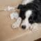 A black-and-white border collie is lying on a plush, beige couch. There are scraps of stuffing on the couch cushions.