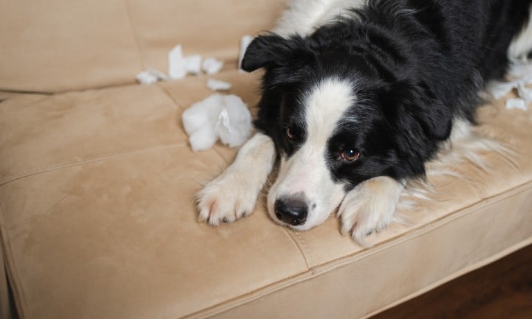 A black-and-white border collie is lying on a plush, beige couch. There are scraps of stuffing on the couch cushions.