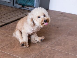 A small fluffy poodle with light brown fur is scooting its butt on the tile floor while sticking its tongue out.