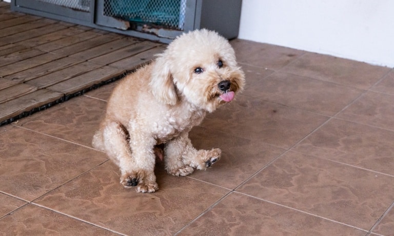 A small fluffy poodle with light brown fur is scooting its butt on the tile floor while sticking its tongue out.