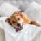 A happy, large breed dog laying on their owner's bed. The dog is sticking its tongue out, laying on a white blanket.