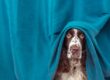 A brown-and-white adult cocker spaniel with a speckled nose peeks out from under cerulean blue curtains.