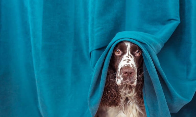 A brown-and-white adult cocker spaniel with a speckled nose peeks out from under cerulean blue curtains.