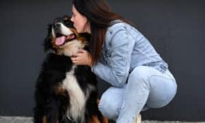 What To Know Before Adopting a Large Dog Breed