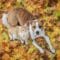 A cat and a dog lie side by side among a large pile of multi-colored autumn leaves as they look up towards the sky.