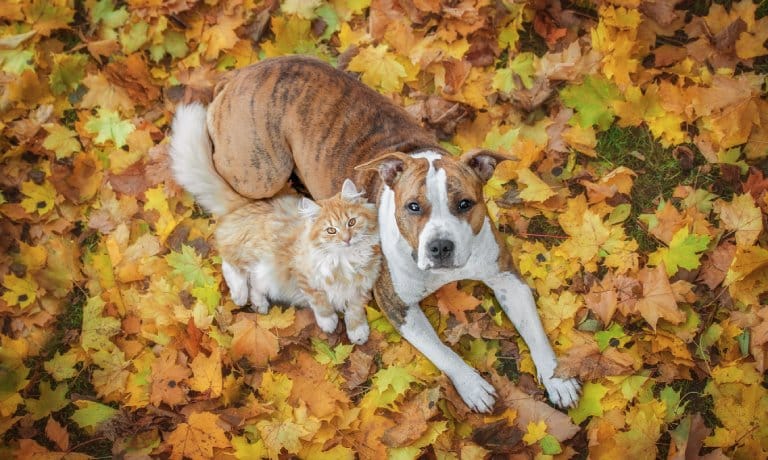 A cat and a dog lie side by side among a large pile of multi-colored autumn leaves as they look up towards the sky.