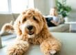 A golden-colored dog with curly fur lies on a cream couch. A woman rests on the couch, reading a book in the background.