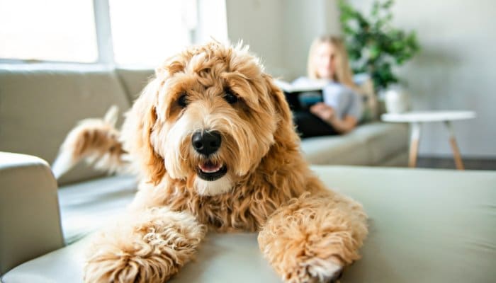 A golden-colored dog with curly fur lies on a cream couch. A woman rests on the couch, reading a book in the background.