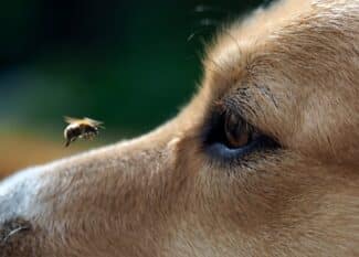 Close-up of a dog's face as a small bee flies closely over the bridge of its nose and close to the animal's eye.
