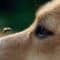 Close-up of a dog's face as a small bee flies closely over the bridge of its nose and close to the animal's eye.