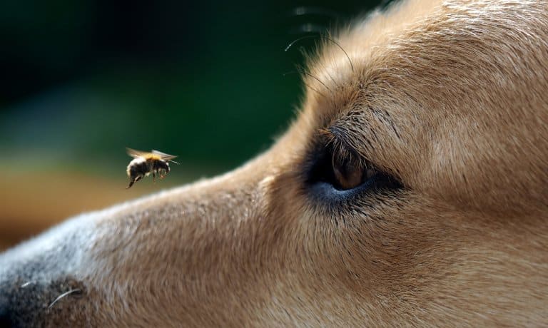 Close-up of a dog's face as a small bee flies closely over the bridge of its nose and close to the animal's eye.