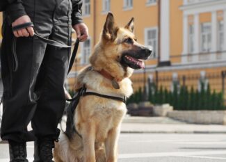 A police K9 dog sits patiently next to its handler. The handler is in full black uniform, and the dog wears its vest.