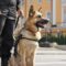 A police K9 dog sits patiently next to its handler. The handler is in full black uniform, and the dog wears its vest.