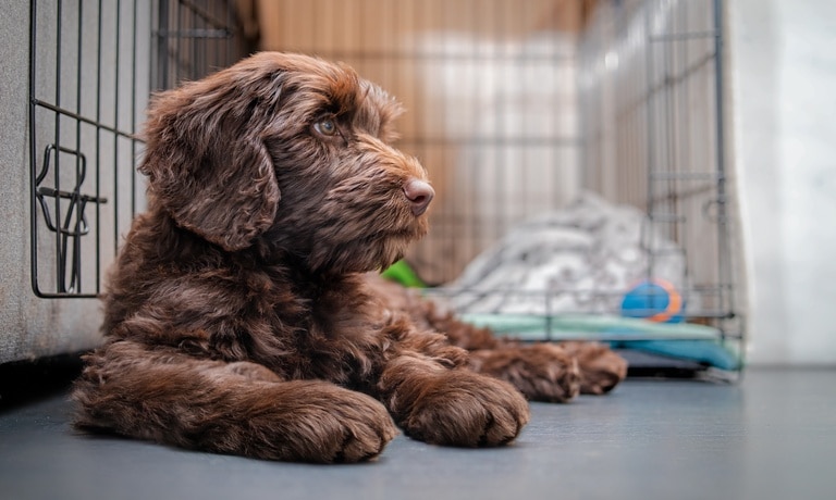 A fluffy brown puppy relaxing on the hard floor outside of its wire kennel, which contains a blanket and toys.