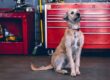 A shaggy dog with a collar sitting on a garage floor. There is automotive repair equipment behind it.