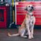 A shaggy dog with a collar sitting on a garage floor. There is automotive repair equipment behind it.