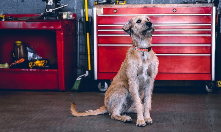 A shaggy dog with a collar sitting on a garage floor. There is automotive repair equipment behind it.