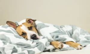 Early Signs of Disease To Detect in Your Pets