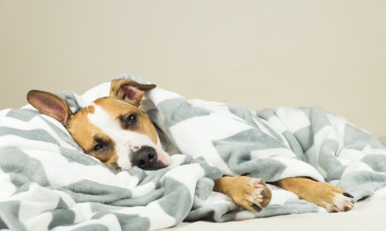 A dog wrapped in a gray-striped blanket lays on their side. They look visibly tired and sick in the eyes.