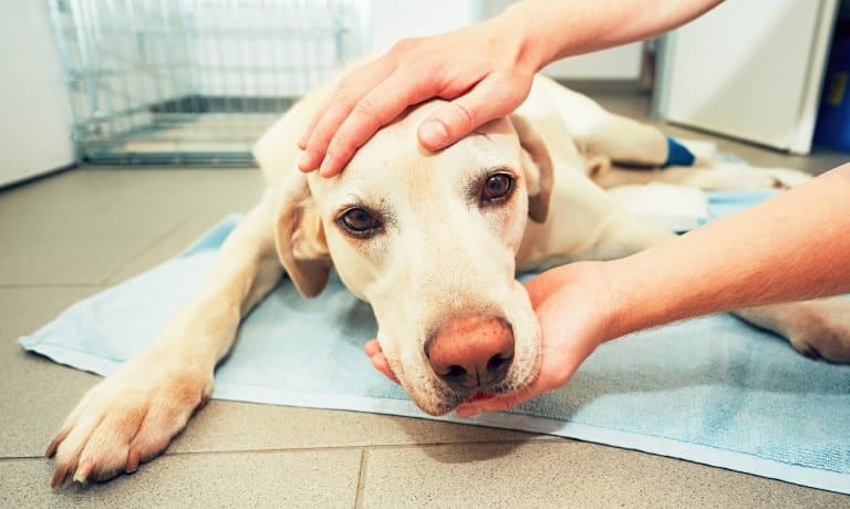 A golden lab dog lays on the floor at the vet with a towel underneath them. Someone's hands pet the dog's head and chin.